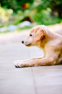 Side view of a dog resting