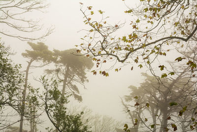 Low angle view of trees against sky