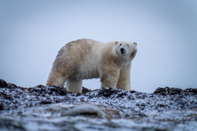 Polar bear closes eye standing on tundra