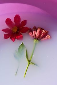 Close-up of pink flower over white background