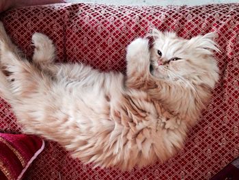 Cat relaxing on sofa