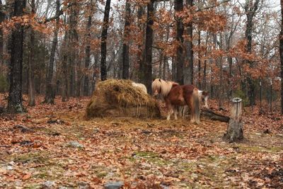 Horses in a forest