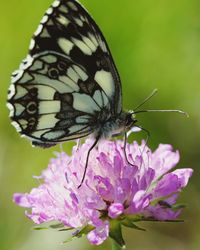 Close-up of butterfly pollinating on flower