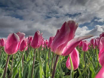 Close-up of pink flowering plants on field