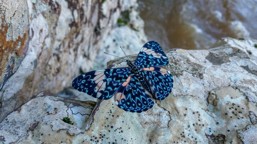 Close-up of butterfly perching on rock