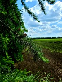 Close-up of fresh green plants on field against sky