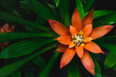 Beautiful red bromeliad flower on top view, houseplant tree concept