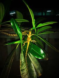 Close-up of caterpillar on plant at night