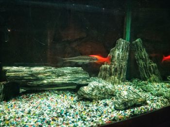 Fish swimming in aquarium