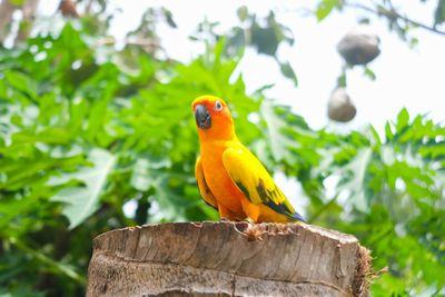 Close up of a sun conure parrot in the garden/zoo.