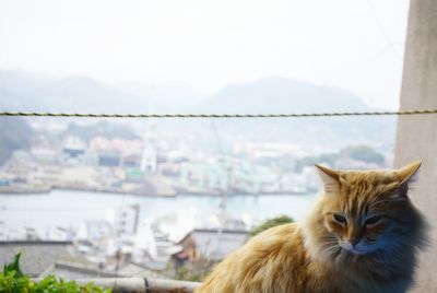 Close-up of cat on window