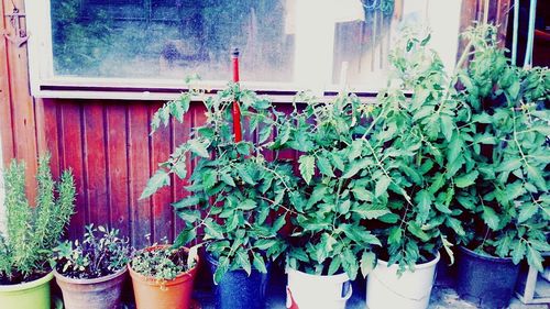 Potted plants in backyard