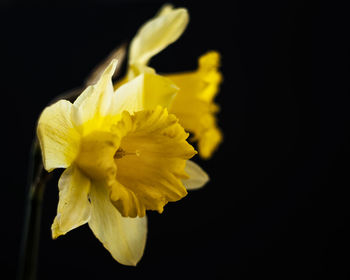 Close-up of flower over black background