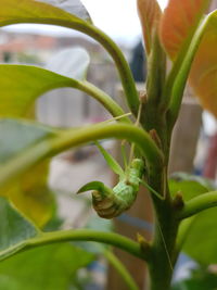 Close-up of green plant