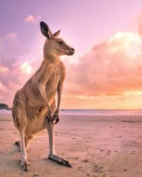 Kangaroo looking away while standing at beach against sky during sunset