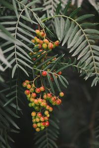 Fruits growing on plant