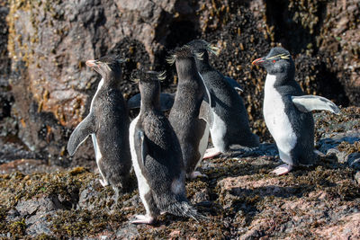 View of an animal on rock