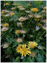 Close-up of yellow flowers blooming outdoors