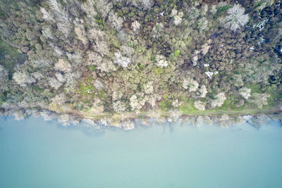 Reflection of trees in lake