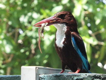 Close-up of bird perching on wood