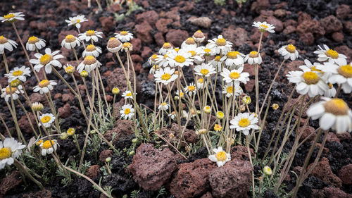 High angle view of flowering plants on field