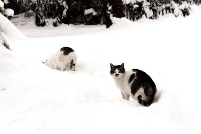 Two cats in snow...