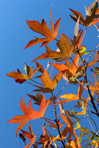 Low angle view of maple leaves against blue sky