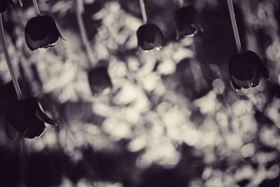 Low angle view of fruits hanging on plant