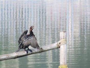 Bird perching on wooden post in lake