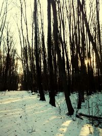 Trees in forest during winter
