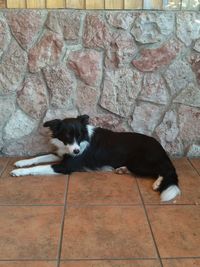 Cat resting on tiled floor