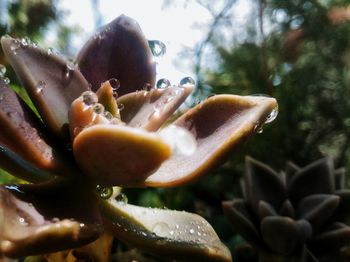 Close-up of flower growing on tree