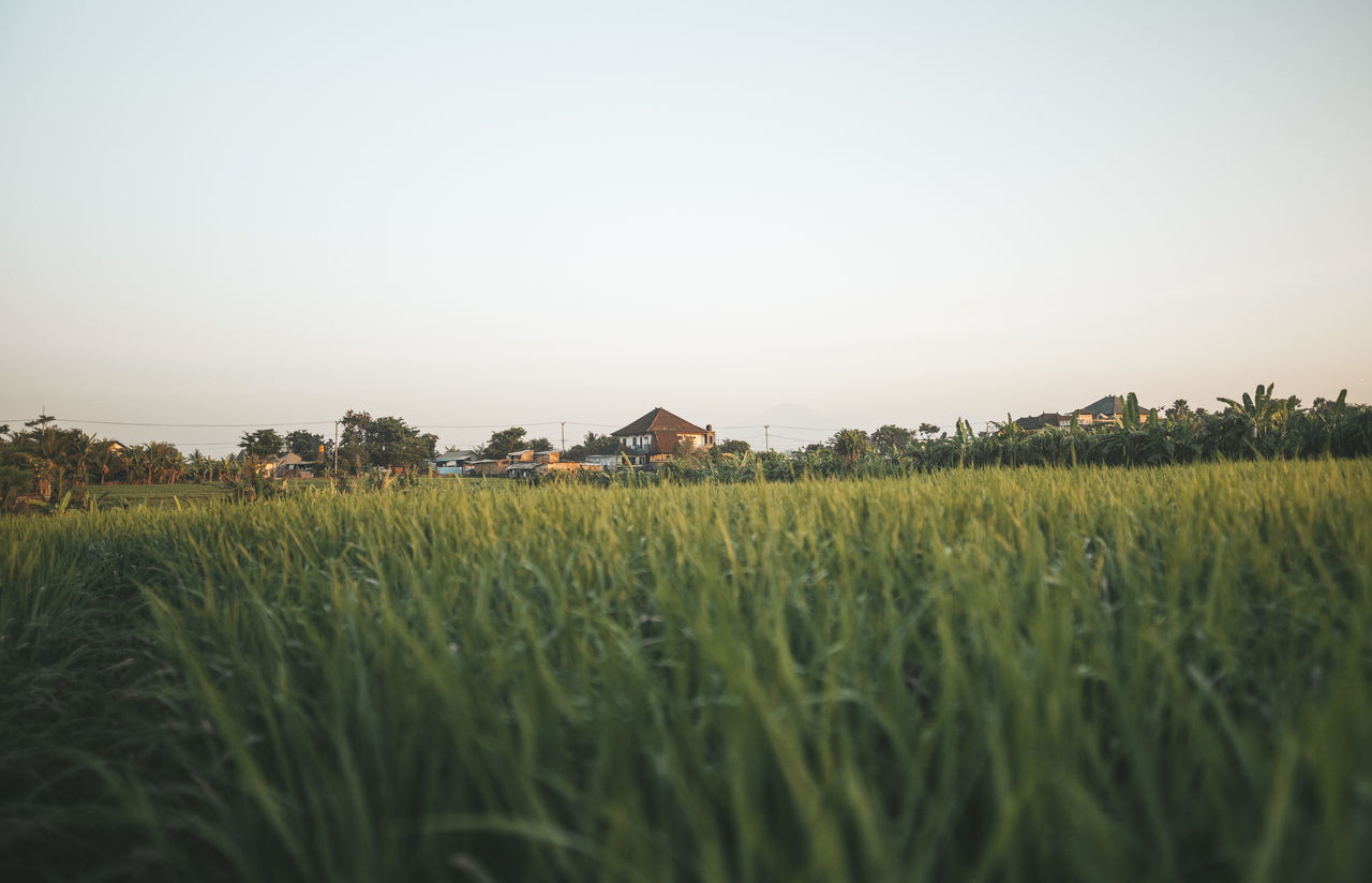 SCENIC VIEW OF FARM AGAINST CLEAR SKY