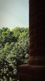 Low angle view of tree against sky