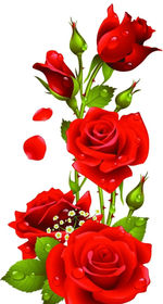 Close-up of red rose against white background