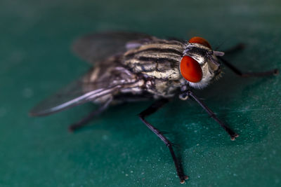 Close-up of fly on leaf