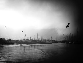 Bird flying over sea