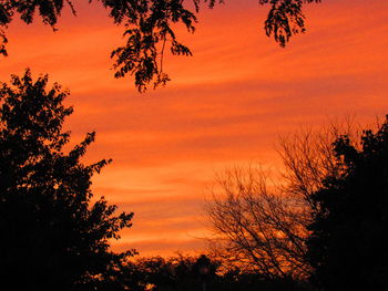 Low angle view of silhouette trees against orange sky