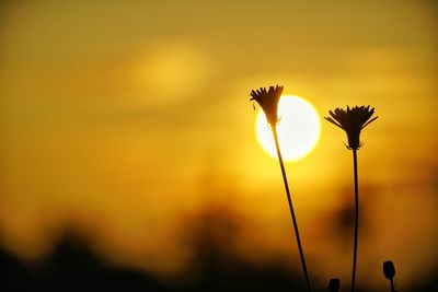 Close-up of silhouette plant against orange sky