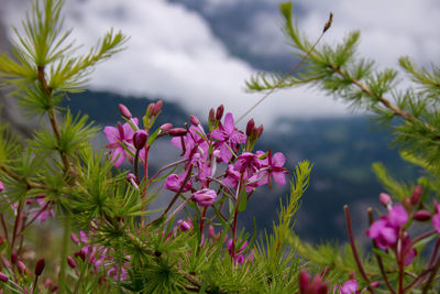 Close-up of pink flowering plants against sky