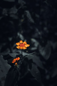 High angle view of orange flowering plant