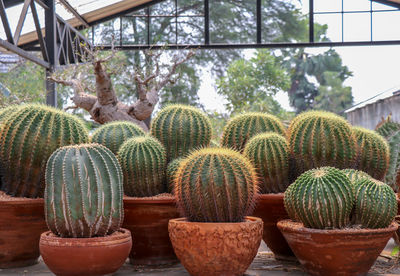 Close-up of cactus plants in greenhouse