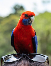 Close-up of parrot