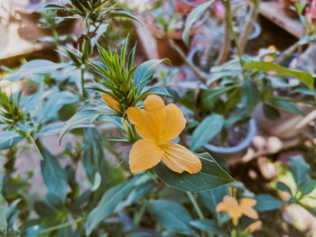Close-up of yellow flowering plant