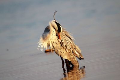 Bird flying over lake