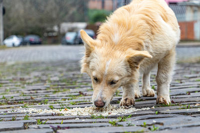 Close-up of dogs running on street