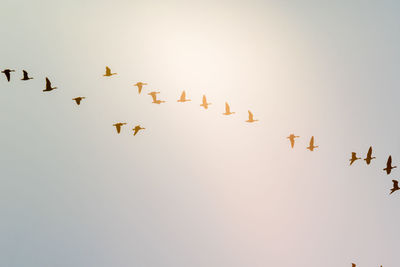 Low angle view of birds flying in sky