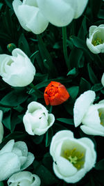 Close-up of white flowering plants