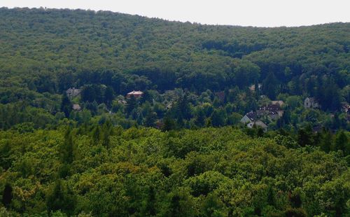 High angle view of trees in forest