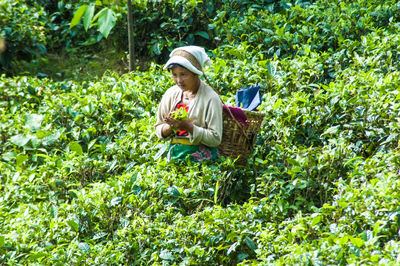 Man working in farm